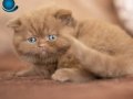 Sıradışı Chocolate British Shorthair 