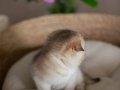 Yuvarlak Hatlı Golden Scottish Fold 