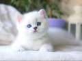 Beyaz Teddy Bear Silver British Shorthair ns1133