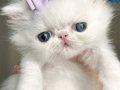 Fiyonklu Güzellik Exotic Shorthair yavrumuz 