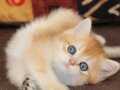 Efsanevi Güzellikte Golden British Shorthair 