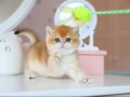 Güzellik Şampiyonu Golden British Shorthair yavrumuz 