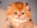 Altın Yumoş Golden British Shorthair yavrumuz 