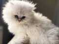 Bomba Güzellik Silver British Longhair 