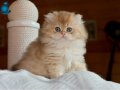 Soft Renkli Golden British Longhair yavrumuz 