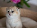 Yuvarlak Hatlı Golden Scottish Fold 
