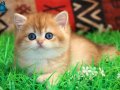 Kraliyet Yavrusu Golden British Shorthair yavrumuz 