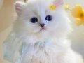 Gösterişli Silver British Longhair yavrumuz 
