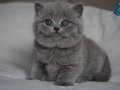 Gümüş Zarafet Gri British Shorthair 