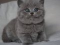 Gümüş Mucize Gri British Shorthair 