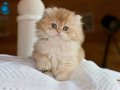 Soft Renkli Golden British Longhair yavrumuz 