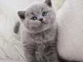 Dost Canlısı Gri British Shorthair yavrumuz 