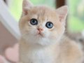 Dikkat Çeken BY Golden British Shorthair 