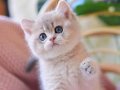 Etkileyici Rengiyle Blue Golden British Shorthair 