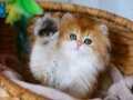 Altın yeleli Golden British Longhair yavrumuz 