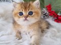 Golden Masumiyet British Shorthair yavrumuz 