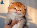 Altın Yumoş Golden British Shorthair yavrumuz 