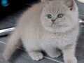 Muhteşem Rengi İle Lilac British Shorthair yavrumuz 