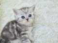 Muhteşem Güzellikte Silver British Shorthair 