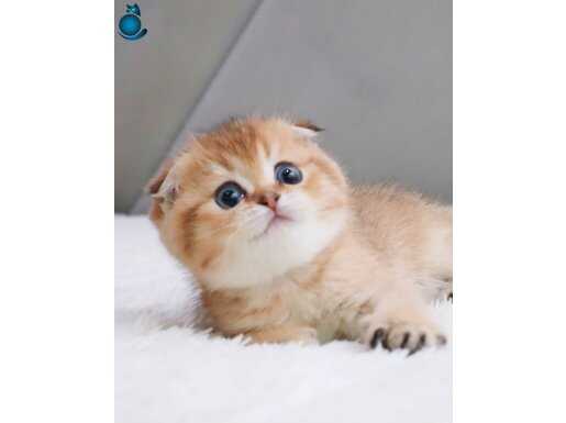 Altın Parlaklığında Golden Scottish Fold Shorthair 