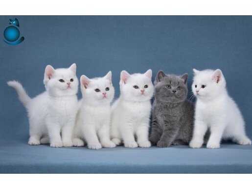 Kar Taneleri Silver British Shorthair 
