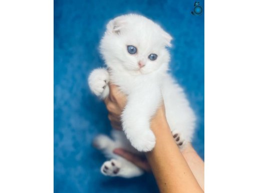 Nazarlık Bebek Silver Scottish Fold Shorthair 