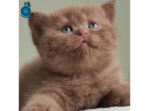 Dubai Çikolatası Tadında Chocolate British Shorthair 