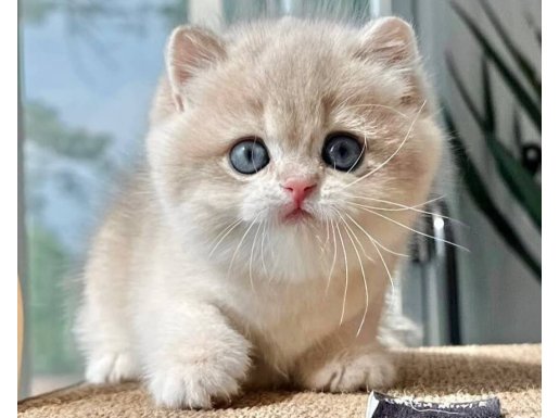 Asaletli AY Golden British Shorthair 