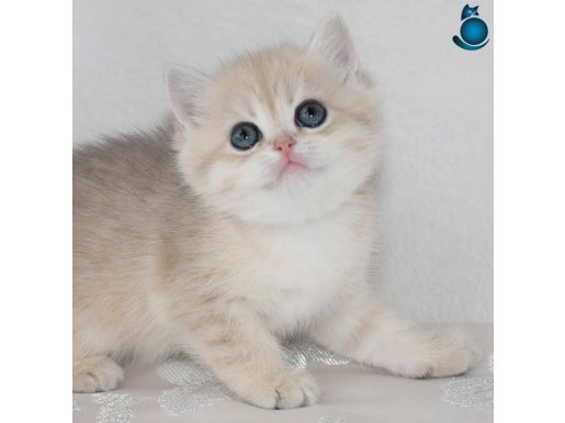 Dikkat Çekici Rengiyle AY Golden British Shorthair 