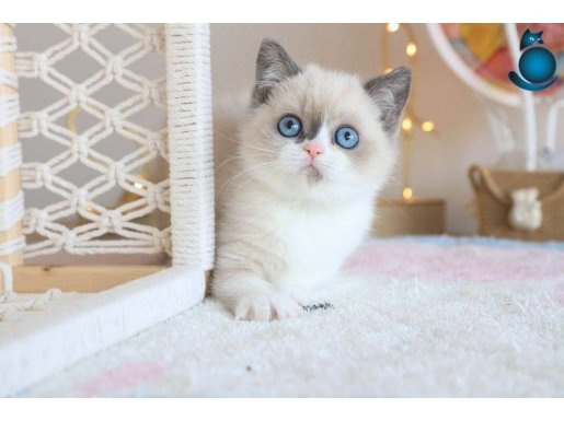 ASİL RAGDOLL 