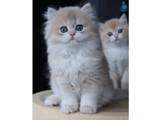 Dikkat Çekici AY Golden British Longhair 