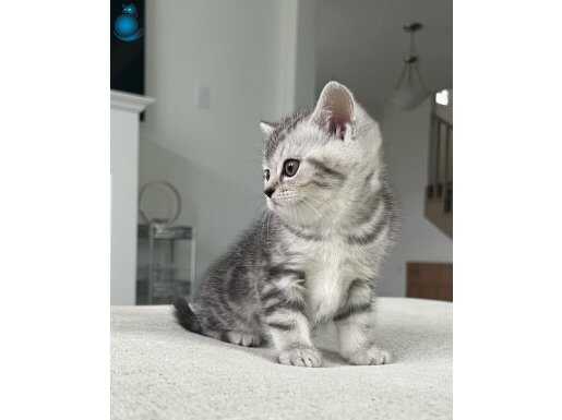 ZARİF Silver British Shorthair NS24 