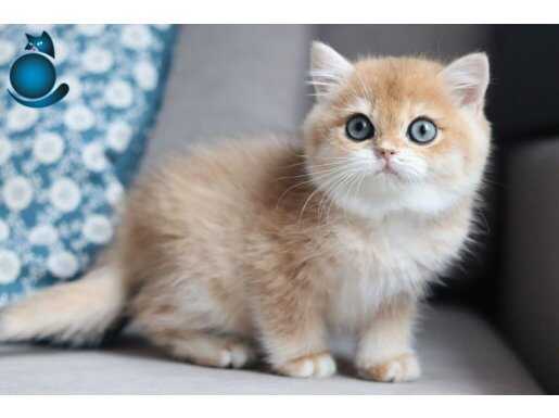 Bal Rengi Golden British Shorthair 