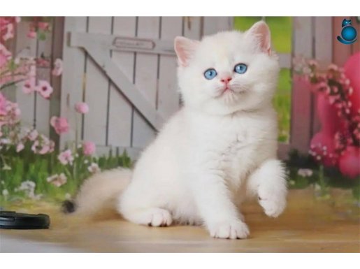 Kar gibi beyaz Silver British Shorthair NS1133