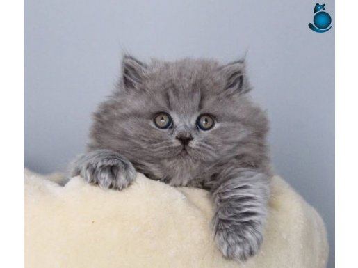 Etkileyici Tüyleriyle Gri British Longhair 