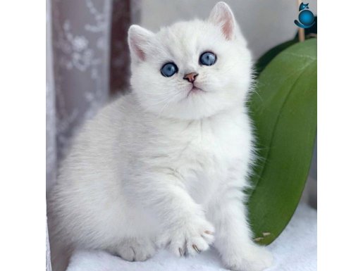 Kar gibi beyaz Silver British Shorthair 