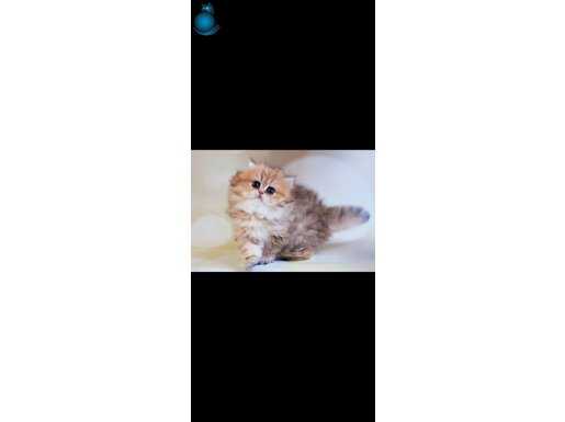 İpeksi Tüylü Blackgolden British Longhair 