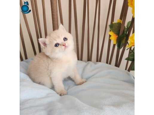Altın Parlaklığında Golden British Shorthair Paw