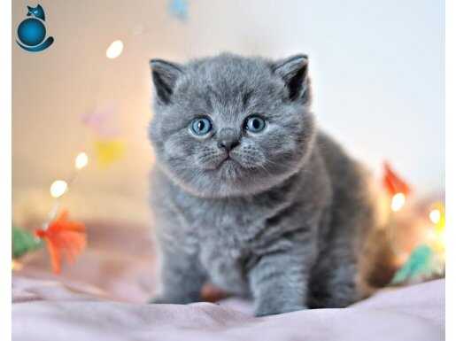 Teddy Bear Gri British Shorthair 