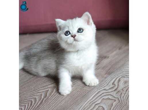 Kusursuz Silver British Shorthair 