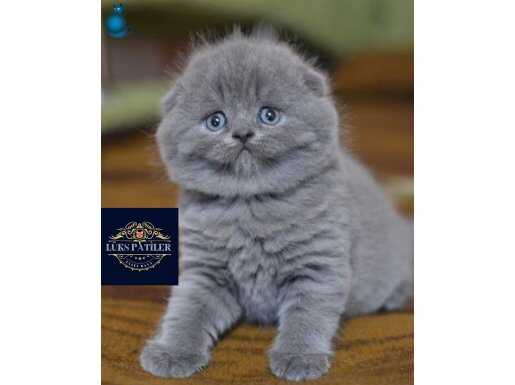 Peluş oyuncak Gri Scottish Fold Shorthair 