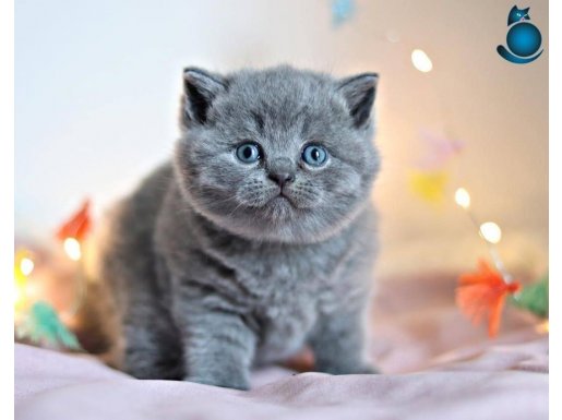 Kara Kuzum Gri British Shorthair 