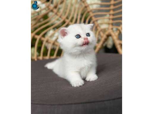 Sevgi Dolu Silver British Shorthair 