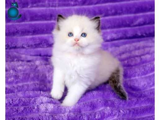 Bebek Suratlı Ragdoll güzeli 
