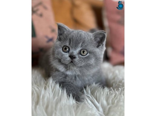 Gümüş Gri British Shorthair 