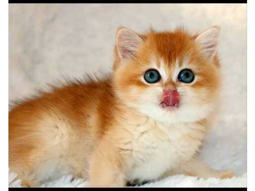 Mavi Gözleriyle Fark Yaratan Golden British Shorthair 