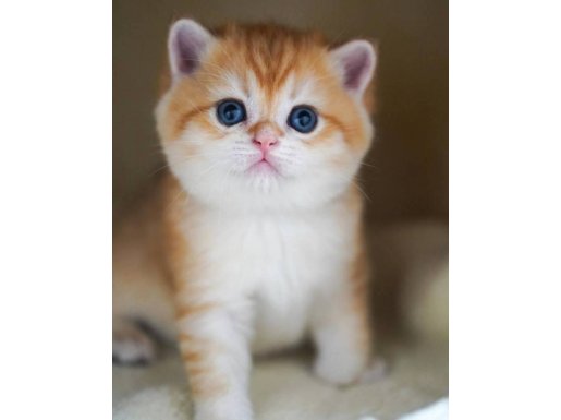 Altın Portakal Golden British Shorthair 