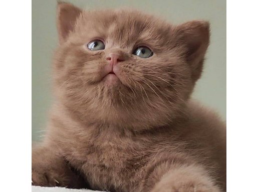 Dubai Çikolatası Tadında Chocolate British Shorthair 