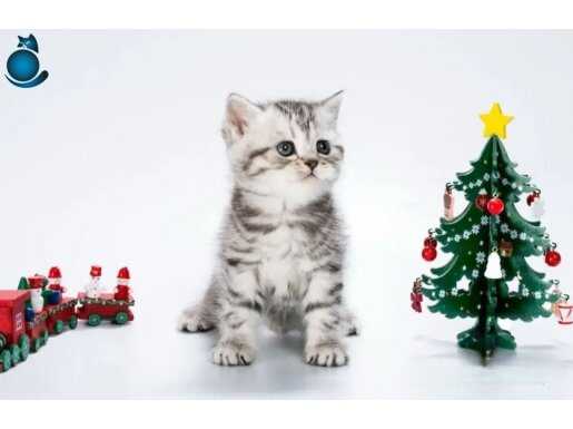 Dlkkat Çekici Hatlarıyla Silver British Shorthair NS24 