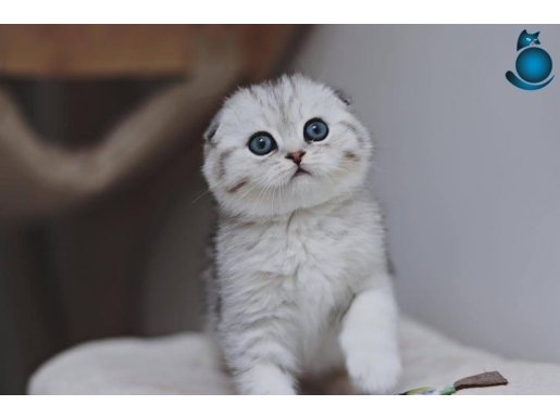 Dikkat Çeken Silver Scottish Fold